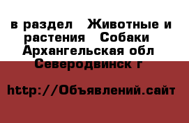  в раздел : Животные и растения » Собаки . Архангельская обл.,Северодвинск г.